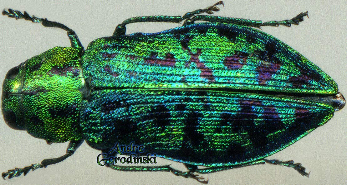 http://www.gorodinski.ru/buprestidae/Lampra virgata.jpg